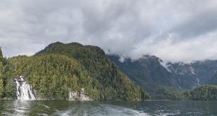 Great bear rainforest
