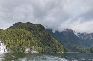Great bear rainforest