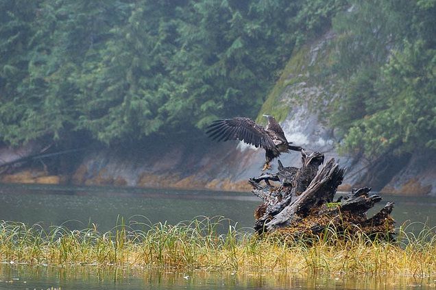 El Bosque del Gran Oso (Canadá)