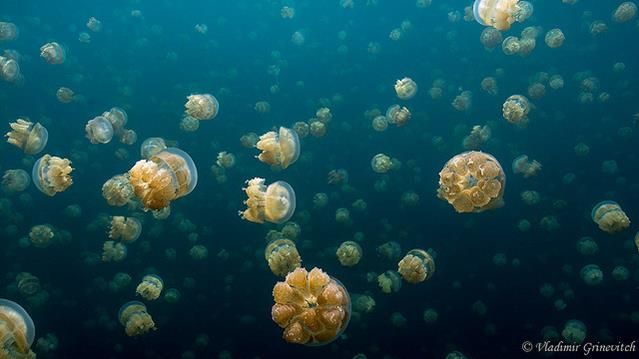 Medusas