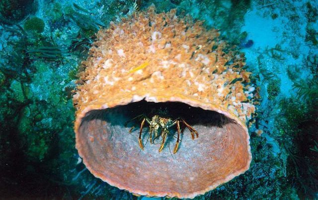 Submarinismo en palau (micronesia)