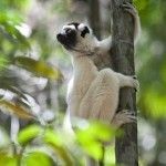 Madagascar