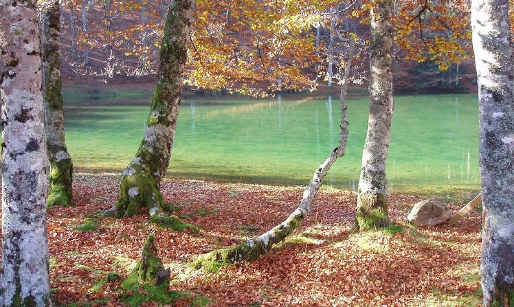 Río en la Selva de Irati