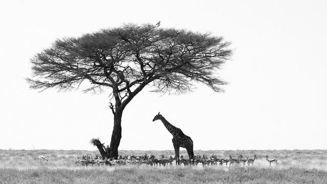 Namibia