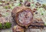Petrified Forest