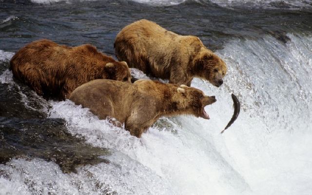 Osos en Alaska
