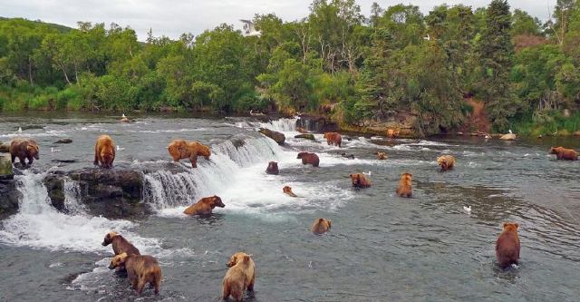 Osos en Alaska