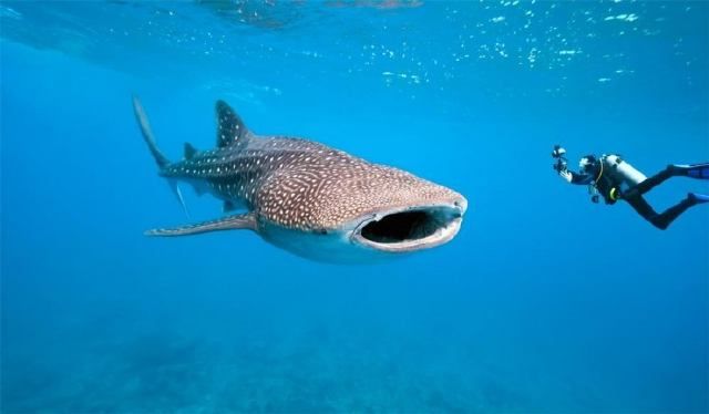 Submarinismo