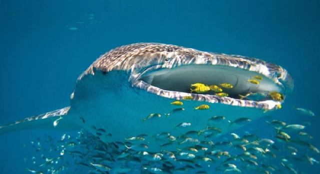 Subamrinismo en Ningaloo Australia