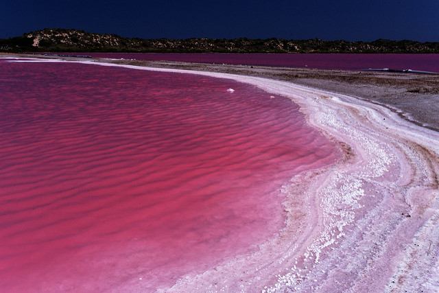 Lagos rosas