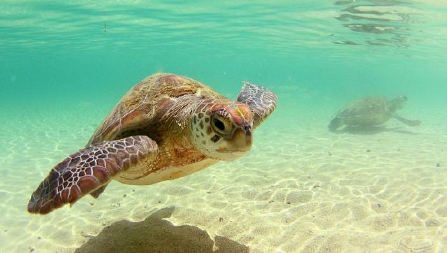 Islas de Australia
