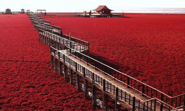 Red-Sea beach