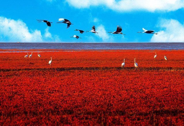Red-Sea beach