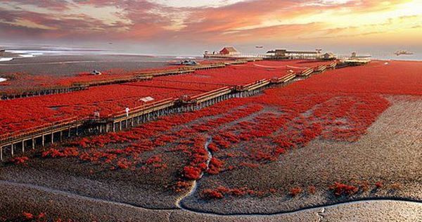 Red-Sea beach