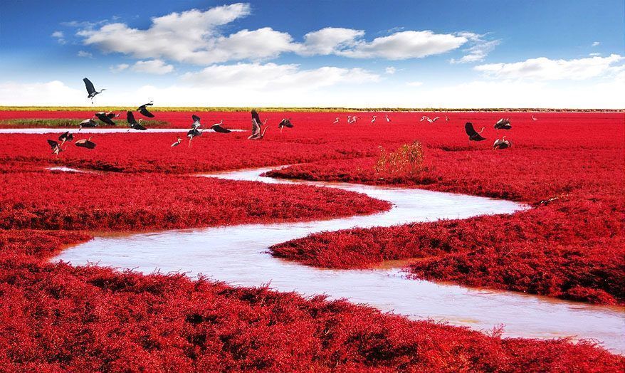 Red-Seabeach