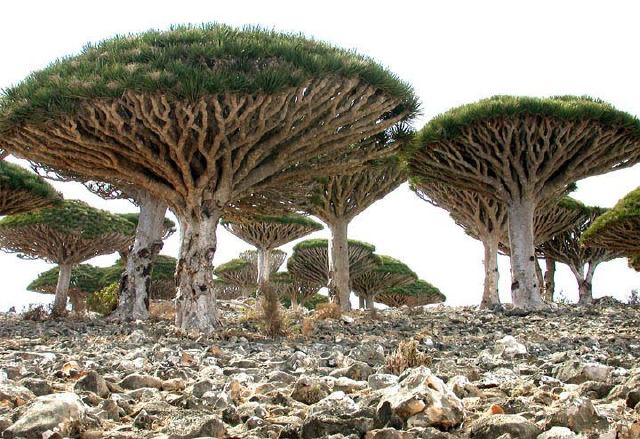 Yemen