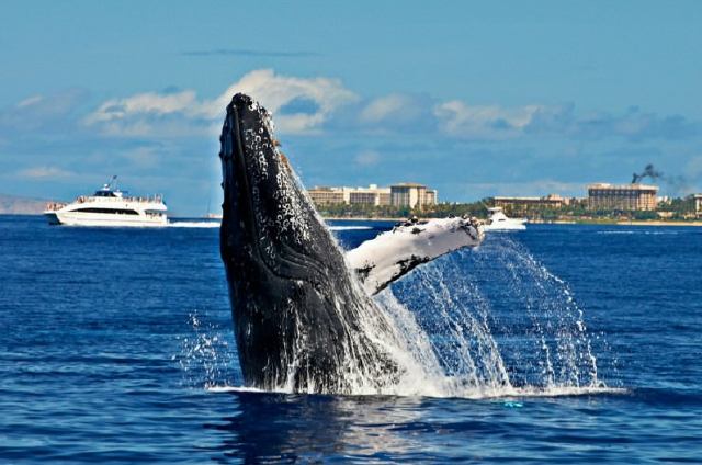Maui-Hawaii-EEUU (1)
