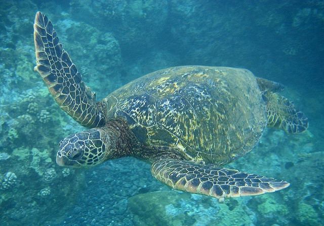 Maui-Hawaii-EEUU (4)