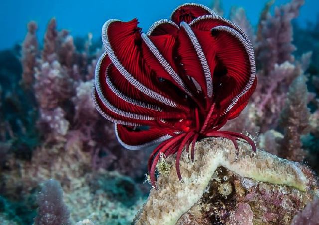 La gran barrera Coral (Australia)