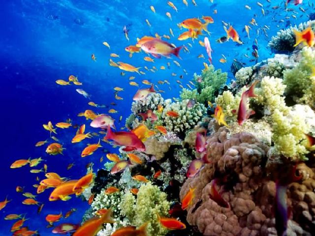 La gran barrera Coral (Australia)