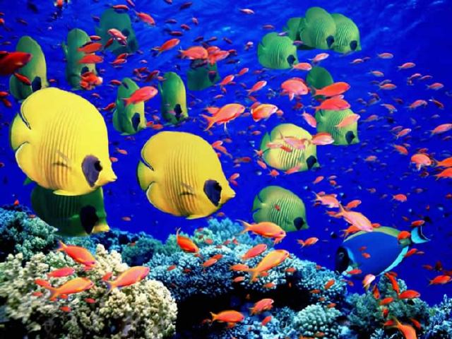 La gran barrera Coral (Australia)