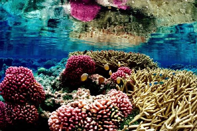 La gran barrera Coral (Australia)
