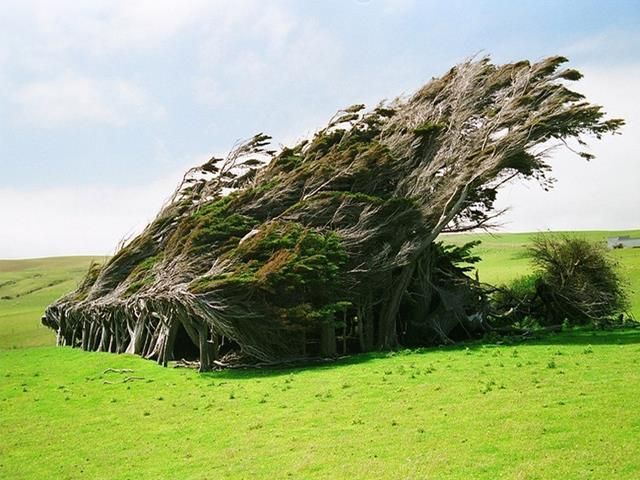 Los árboles de Punta Slope