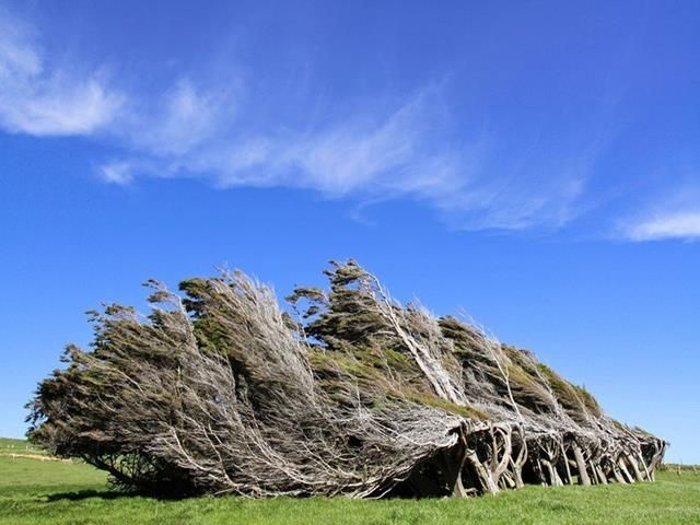 Los árboles de Punta Slope