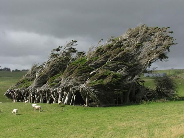 Los árboles de Punta Slope