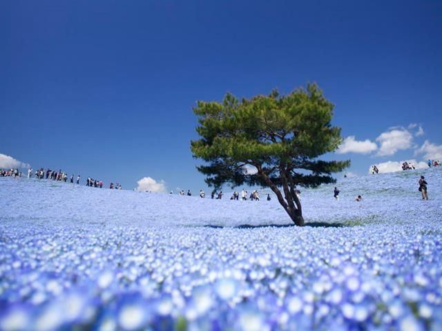 Parque nacional de Hitachi (Japón)