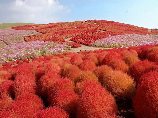 Parque nacional de Hitachi (Japón)