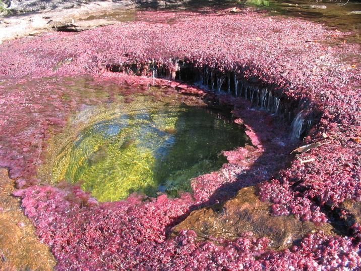 El Río de los 5 colores (Colombia)