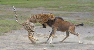 Tanzania