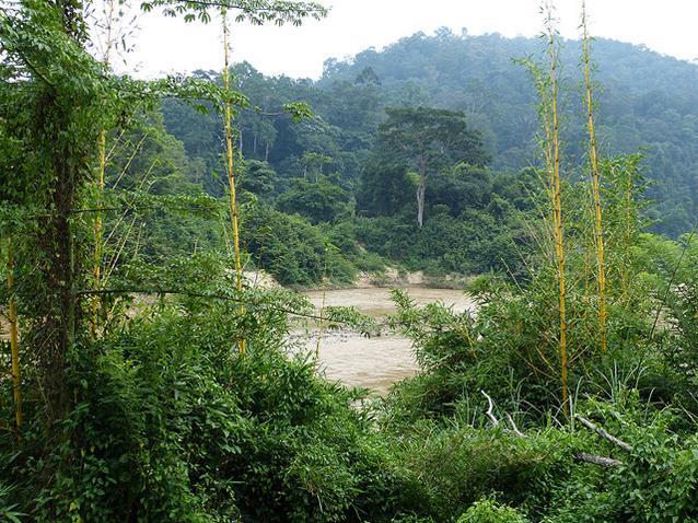 Parque Nacional Taman Negara, Malasia