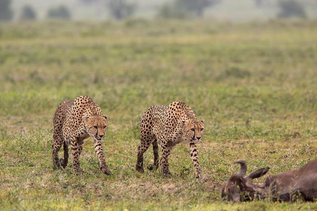 Safari en Tanzania
