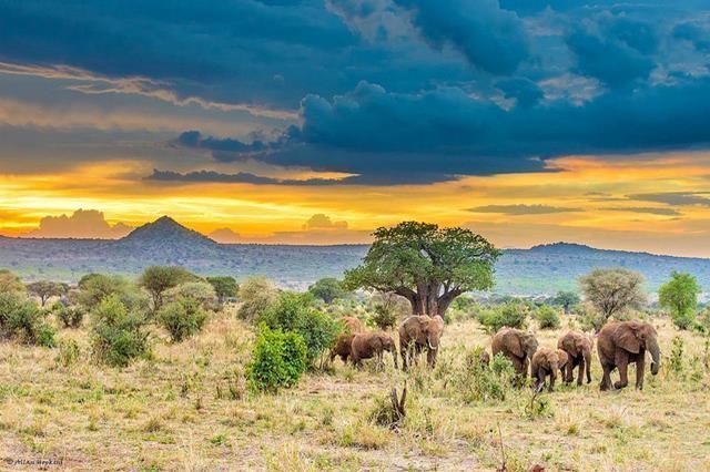 Safari en Tanzania