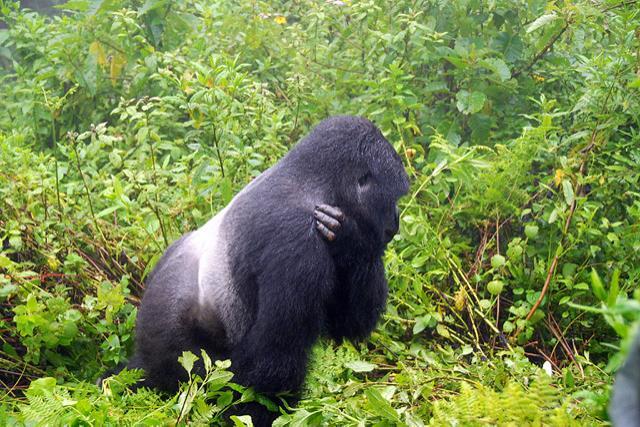 Gorilas en Ruanda