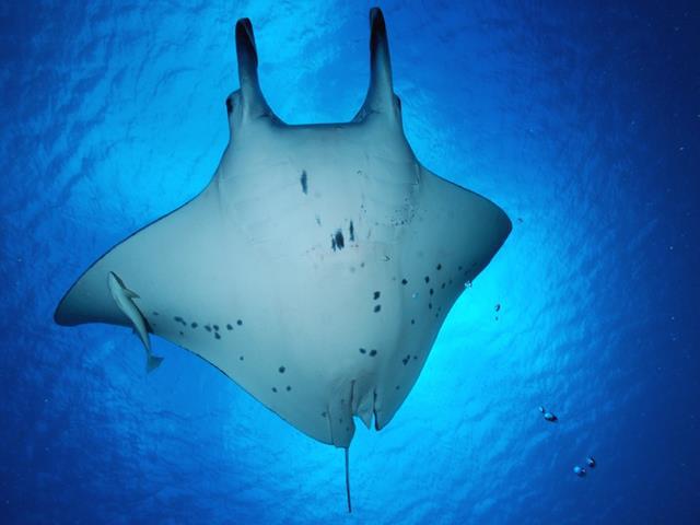 norkel entre mantas y rayas águila en Bora-Bora (Polinesia Francesa)