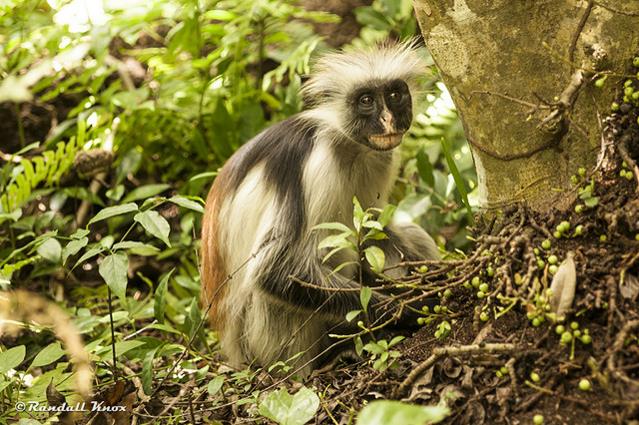 Zanzíbar: monos al parque nacional de Jozani Chwaka (