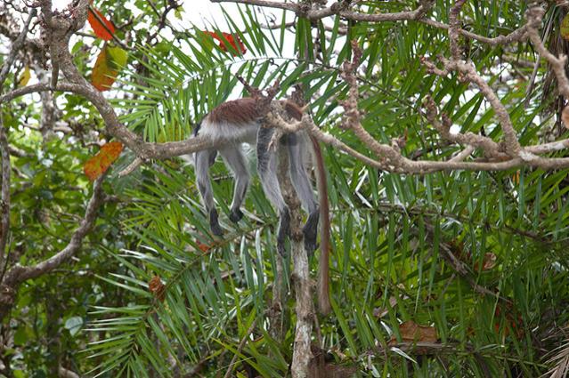 Zanzíbar: monos al parque nacional de Jozani Chwaka (