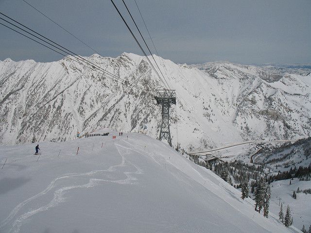 Snowbird