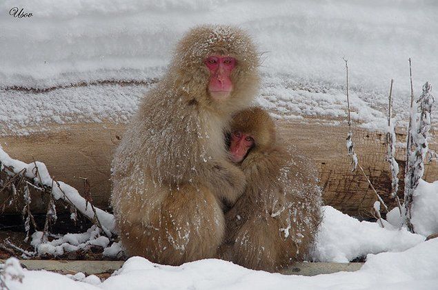 Jigokudani