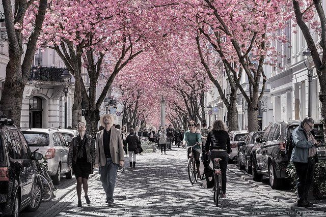 Cherry Blossom Avenue Bonn