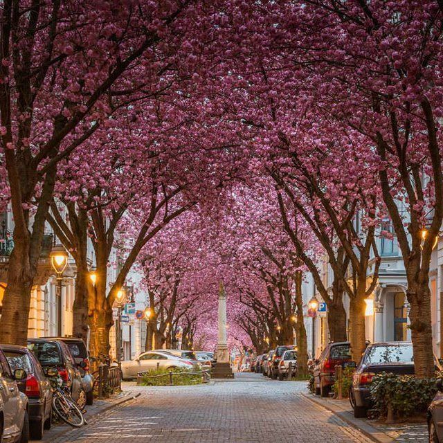 Cherry Blossom Avenue Bonn