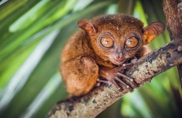 Tarsier en Filipinas