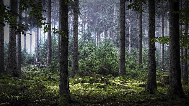 Zauberwald (Bosque-encantado)