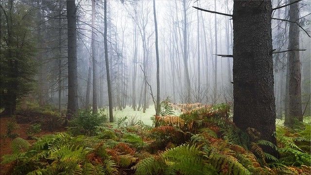 Zauberwald (Bosque encantado)